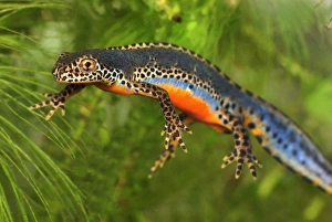 Images Dated 11th May 2007: Alpine Newt - male - Switzerland