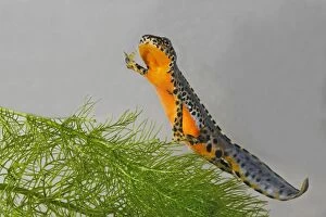 Images Dated 10th May 2006: Alpine Newt - underwater