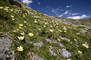 Alpine Pasque Flowers - high above the Bernina Pass - Upper Engadin - eastern Swiss Alps - Switzerland