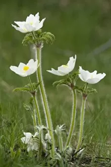 Images Dated 11th May 2007: Alpine pasque flowers, white form (Pulsatilla alpina). French Alps