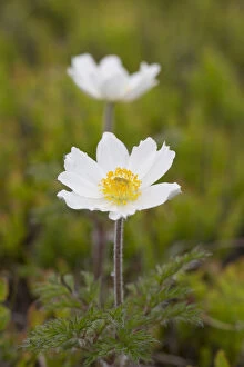 Alpine Pasqueflower - flowering - Harz National