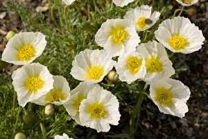 Images Dated 25th May 2006: An alpine poppy (Papaver julicum) from Slovenia and Italy