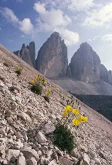 Alps Prints: Alpine Poppy Tre Cime di Lavaredo, Dolomites, Italy
