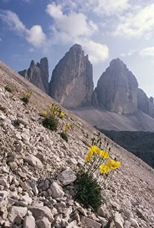Images Dated 24th August 2006: Alpine Poppy Tre Cime di Lavaredo, Dolomites, Italy