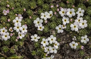 Blooms Gallery: Alpine rock-jasmine, Androsace alpina clump in flower on acid rock, Nufenen Pass, Zswiss Alps