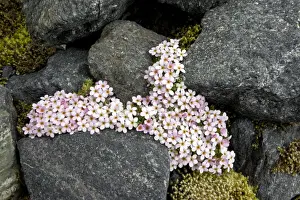 Card Prints: Alpine Rock-Jasmine - cushion alpine at high altitude in Swiss Alps