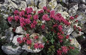 Images Dated 8th December 2005: Alpine-rose on rocks - Ecrin, French Alps