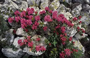 Shrubs Prints: Alpine-rose on rocks - Ecrin, French Alps