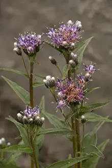 Artic Prints: Alpine saw-wort (Saussurea alpina). Alps and arctic