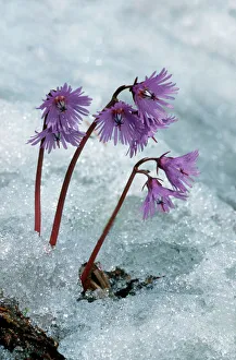 Alpine Collection: Alpine Snowbell in snow - Passo Stelvio - Italy