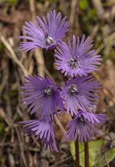 Images Dated 15th April 2019: Alpine Snowbell, Soldanella alpina, in flower in the Swiss Alps. Date: 15-Apr-19