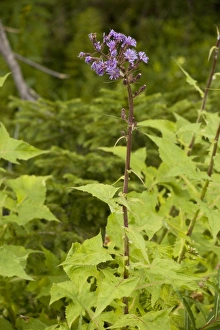 Images Dated 19th July 2006: Alpine sow-thistle (Cicerbita alpina); very rare in UK (Scotland)