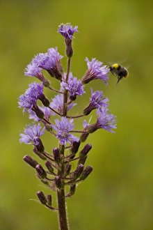 Images Dated 19th July 2006: Alpine sow-thistle (Cicerbita alpina); very rare in UK (Scotland) - with visiting bumble bee