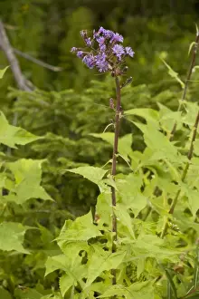 Rarity Prints: Alpine sow-thistle (Cicerbita alpina); very rare in UK (Scotland)