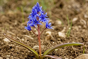 Images Dated 19th April 2009: Alpine Squill - near the snow-line in the Bey Dag, south Turkey