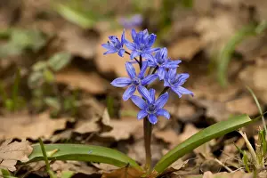Bulb Prints: Alpine squill (Scilla bifolia) in high beech woodland. Sicily