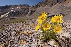 Montane Collection: Alpine Sunflower, Old Man of the Mountains / Mountain Sunflower - The Rockies, Colorado, USA