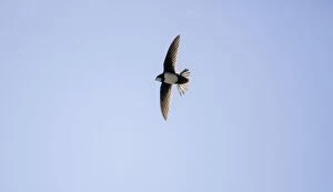 Images Dated 21st April 2009: Alpine Swift in flight