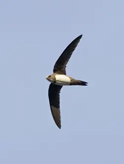 Middle East Prints: Alpine Swift - in flight - Southern Turkey - May