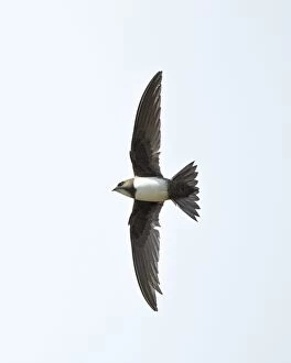 Images Dated 5th May 2011: Alpine Swift - in flight with wings and tail spread - Southern Turkey - May