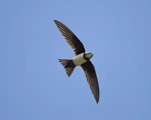 Middle East Prints: Alpine Swift - in flight with wings and tail spread - Southern Turkey - May