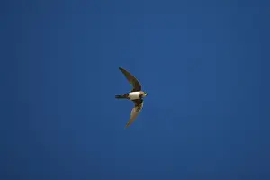 Swift Prints: Alpine Swift Ronda Spain June