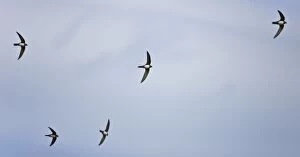 Apus Gallery: Alpine Swifts in flight