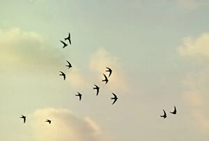 Flocks Gallery: Alpine SWIFTS - in flight