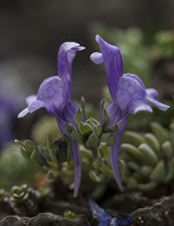 Alpine Plant Gallery: Alpine Toadflax, Linaria alpina, blue form, in flower in the high alps     Date: 15-Apr-19