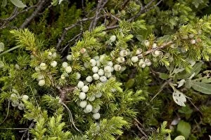 Alpine version of common juniper with berries