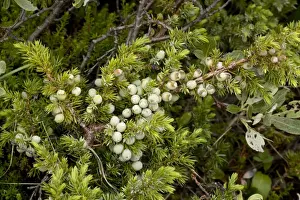 Junipers Prints: Alpine version of common juniper (Juniperus communis ssp. alpina), with berries. Norway