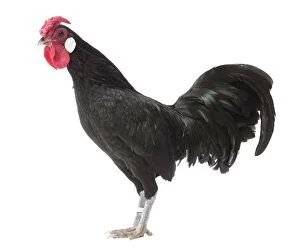 Caruncles Gallery: Alsatian Chicken Cockerel / Rooster