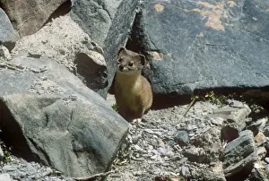 Altai / Mountain / Pale Weasel - Ladakh India