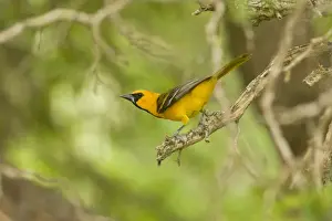 Oriole Prints: Altamira Oriole South Texas in April