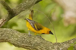 Altamira Oriole South Texas in April
