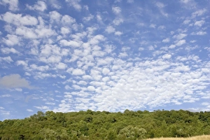 Altocumulus clouds in deep blue sky above landscape of woodland Altocumulus clouds in deep blue sky above landscape of woodland