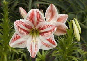 Images Dated 29th April 2008: Amaryllis - flowers
