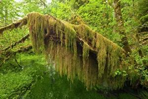 Images Dated 1st August 2008: Amazing curtain of Oregon Selaginella or Oregon Spike Moss on a fallen red alder