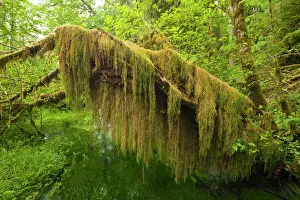 Rainfall Prints: Amazing curtain of Oregon Selaginella or Oregon Spike Moss on a fallen red alder