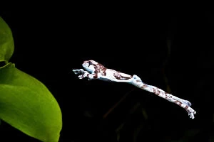 David Gallery: Amazon Cave/Milk Frog, Phrynohyas (Trachycephalus)