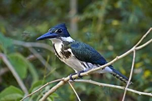 Amazon Kingfisher perched on branch Pantanal area