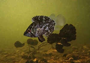 Amazon leaffish, Monocirrhus polyacanthus, swimming