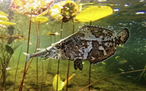 Aquarium Gallery: Amazon leaffish, Monocirrhus polyacanthus, eating