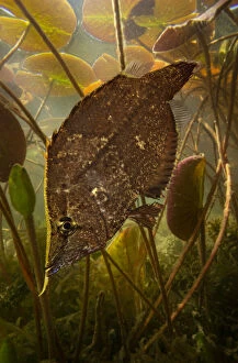 Aquarium Gallery: Amazon leaffish, Monocirrhus polyacanthus, hidden