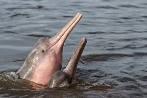 Images Dated 3rd November 2012: Amazon / Pink River Dolphin / Boto