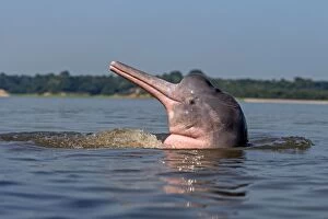 Images Dated 7th November 2012: Amazon / Pink River Dolphin / Boto