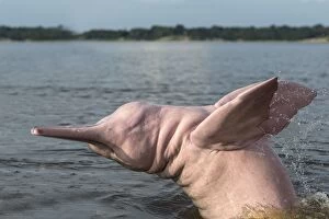Images Dated 3rd November 2012: Amazon / Pink River Dolphin / Boto