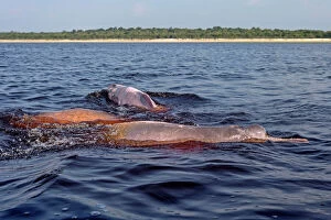 Dolphin Gallery: Amazon / Pink River Dolphin / Boto