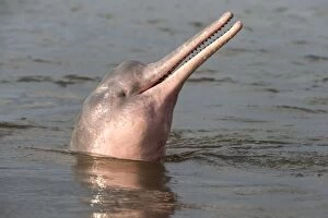 Images Dated 4th November 2012: Amazon / Pink River Dolphin / Boto