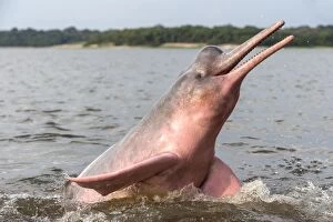 Images Dated 4th November 2012: Amazon / Pink River Dolphin / Boto